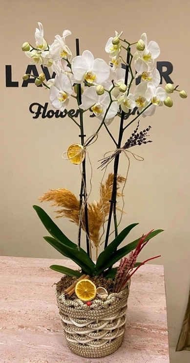 Decorative Orkide