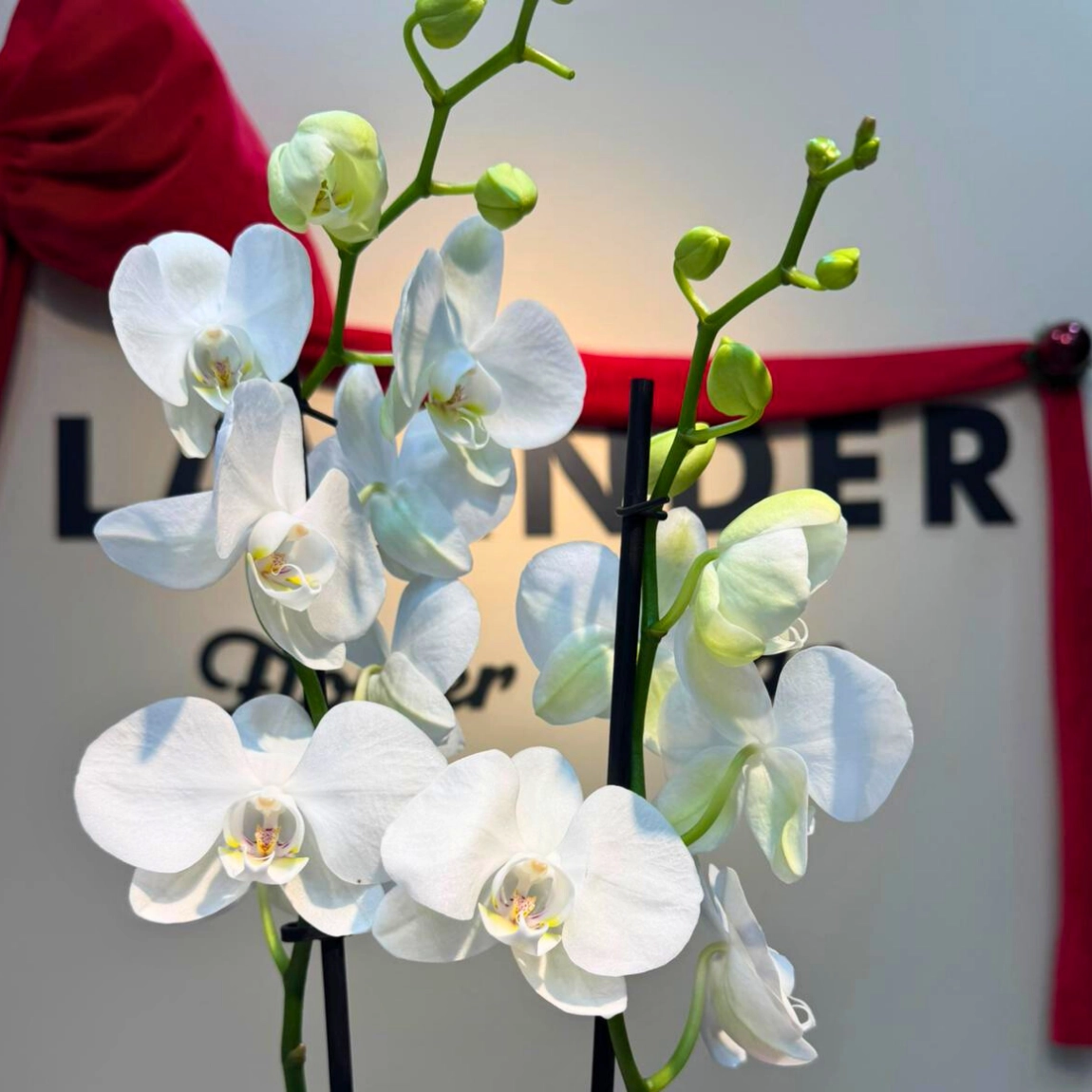 Celestial Orkide