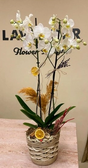Decorative Orkide