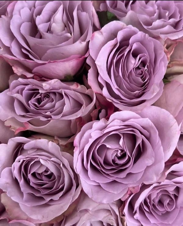 Lilac Roses
