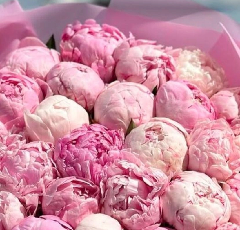 Pink Dreams