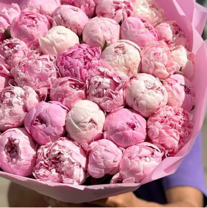 Pink Dreams